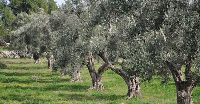 Anoia (Rc), rubano 25 quintali di alberi d'ulivo: 4 arresti
