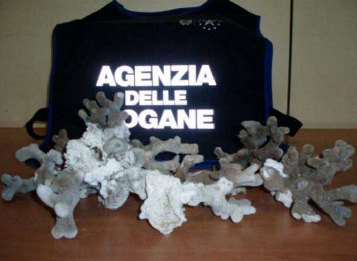 Reggio Calabria, sequestrati coralli Scleractinia in via estinzione 