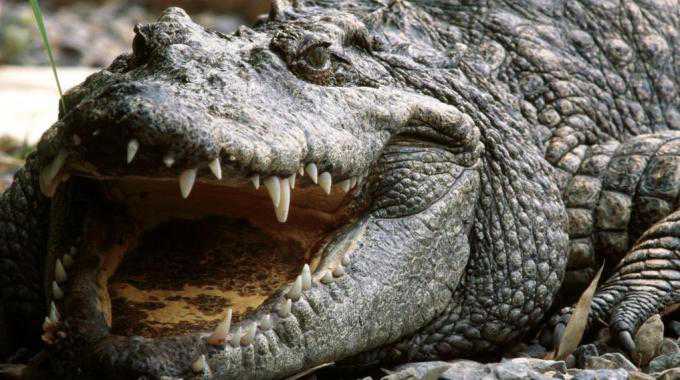 Ancora choc a Orlando, Florida: alligatore mangia un bimbo
