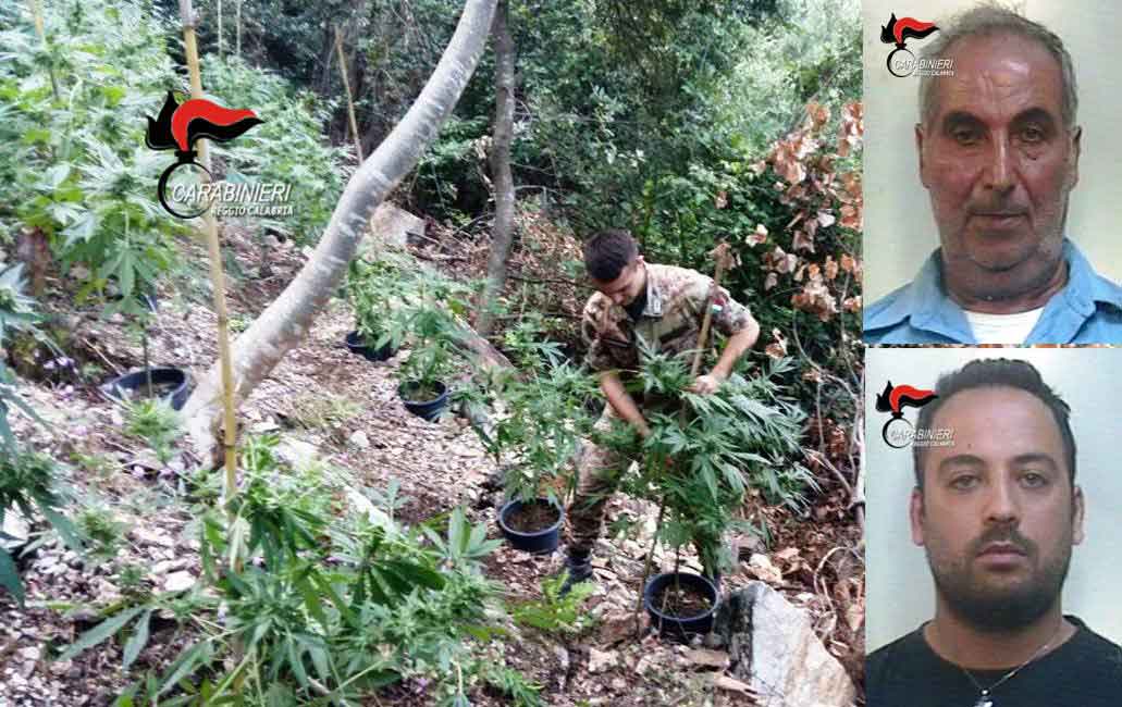 100 piante di canapa indiana a Oppido Mamertina. Arrestati padre e figlio