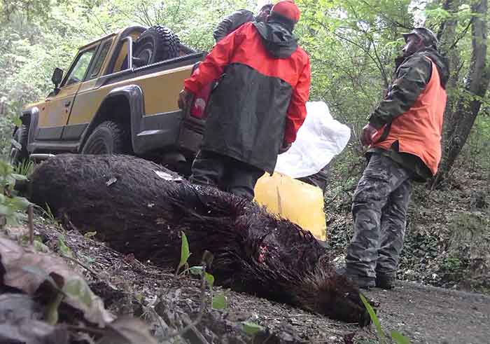 San Donato di Ninea, a caccia illegale di cinghiali: tre denunce 