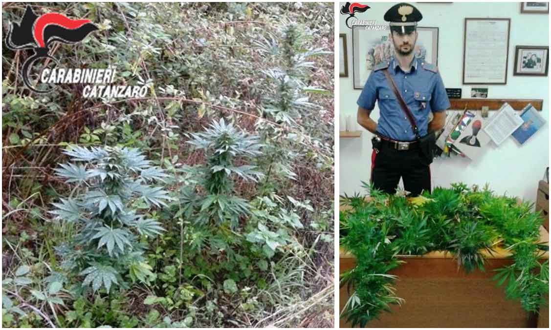 La piantagione di marjuana scoperta dai carabinieri a Conflenti