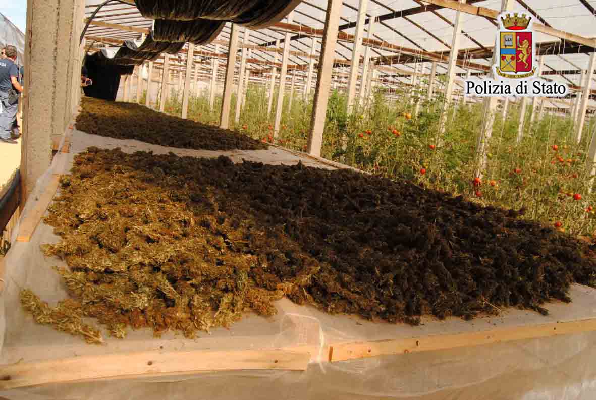 Gela, scoperta serra con marijuana per valore di 450mila euro. Arresti