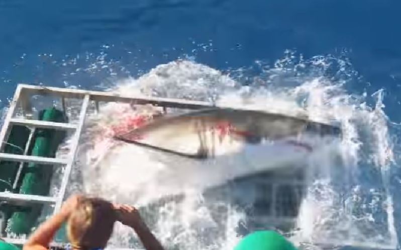 Lo squalo bianco mentre riesce a liberarsi dalla gabbia del sub
