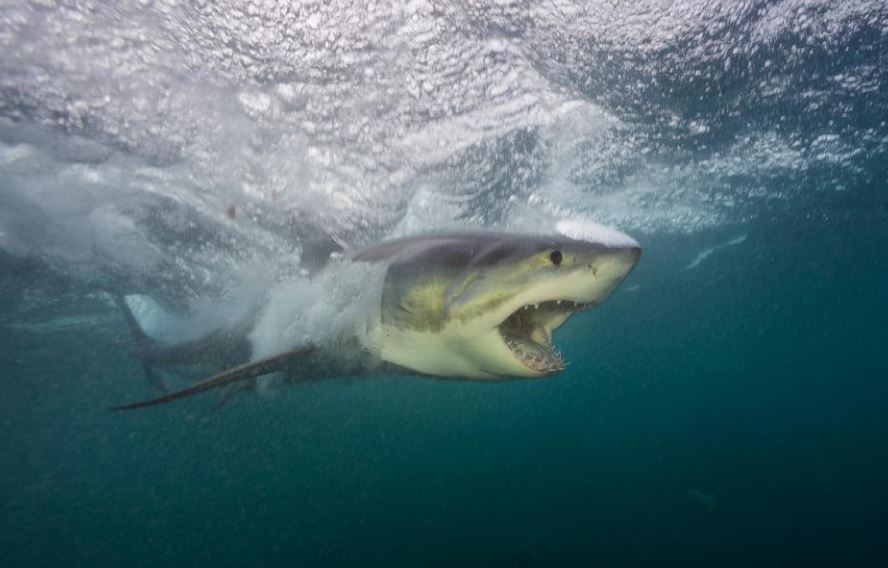 Lo squalo bianco fotografato da Brian Skerry