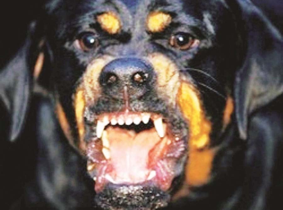 Paura ad Acri: Rottweiler azzanna un ragazzo