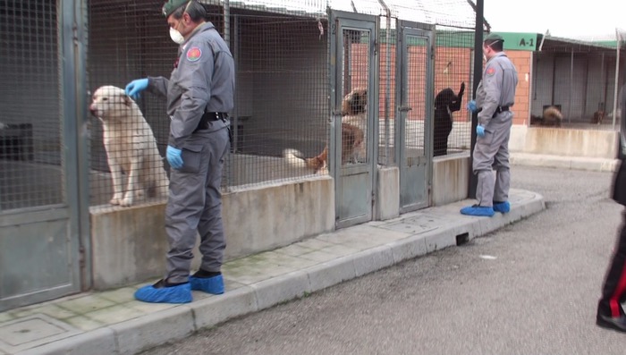 I carabinieri forestali di Reggio Calabria al canile municipale