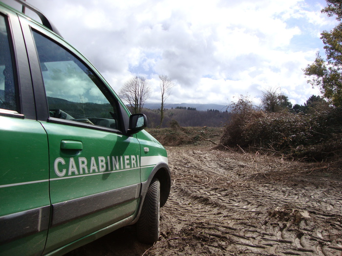 Taglio abusivo di alberi, 4 denunce nel Vibonese