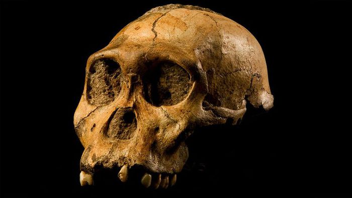 I resti del cranio di un esemplare di Australopithecus sediba