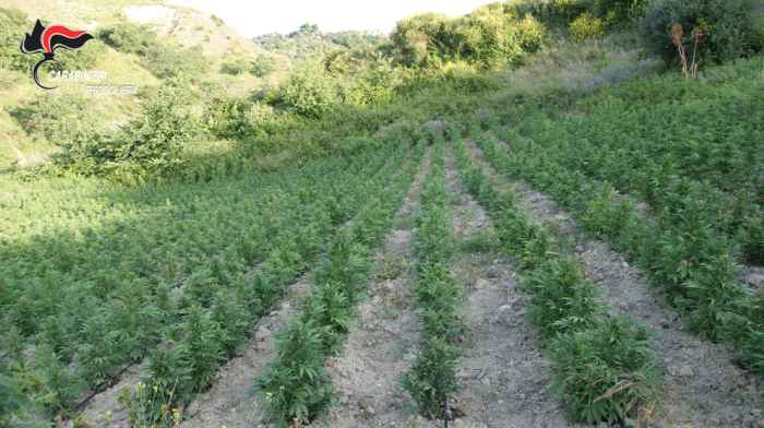 cannabis piantagione 