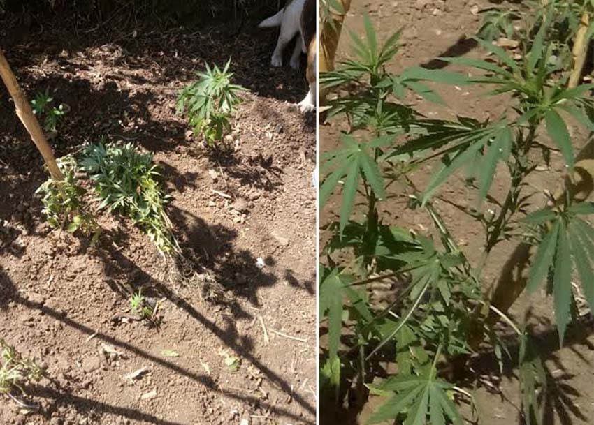 piantagione cannabis indica marijuana