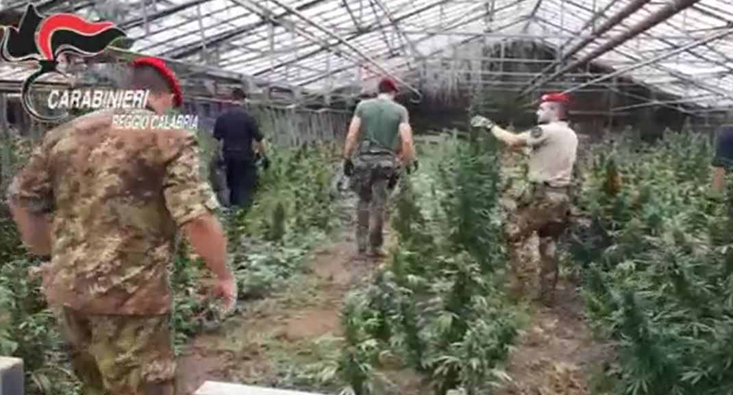 piantagione marijuana San Martino di Taurianova