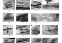 Scienza: scoperti nuovi tatuaggi sul corpo della mummia Otzi