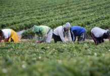 Controlli a tappeto della Gdf in aziende agricole a Crotone