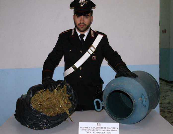 marijuana Santa Severina Santa Severina, 2,5 chili di marijuana scoperti in un casolare