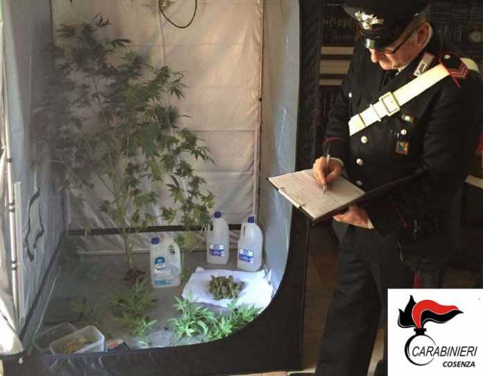 marijuana in casa-cosenza Piantine di cannabis in casa, un arresto a Cosenza