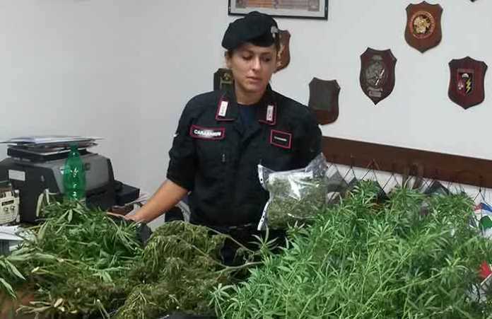 carabiniere di crotone Tre chili di marijuana nella stalla, arrestati due cugini a Isola