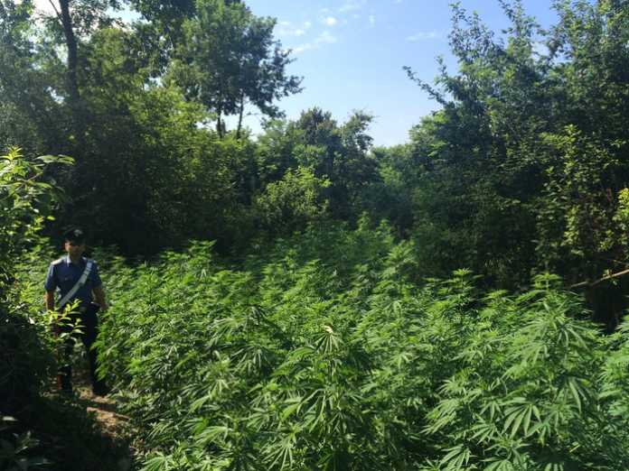Piantagione marijuana Piante di marijuana