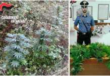 La piantagione di marjuana scoperta dai carabinieri a Conflenti