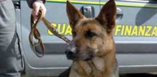 cane-anti-droga
