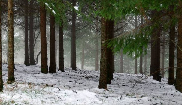 bosco innevato Maltempo in Calabria: giorni di pioggia e vento. Neve su rilievi