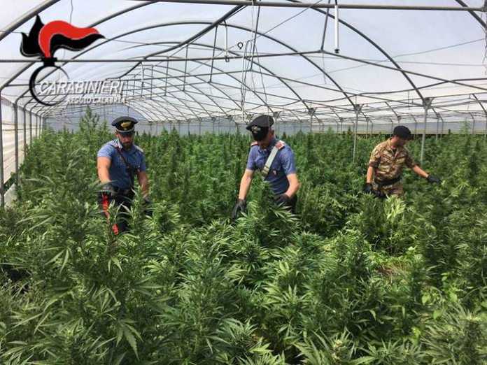 Droga: carabinieri Gioia Tauro individuano piantagione Droga: carabinieri Gioia Tauro individuano piantagione arrestato Girolamo Albanese