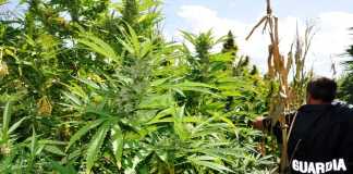 piantagione marijuana