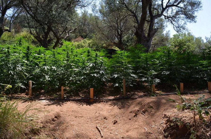 piantagione marijuana vibo