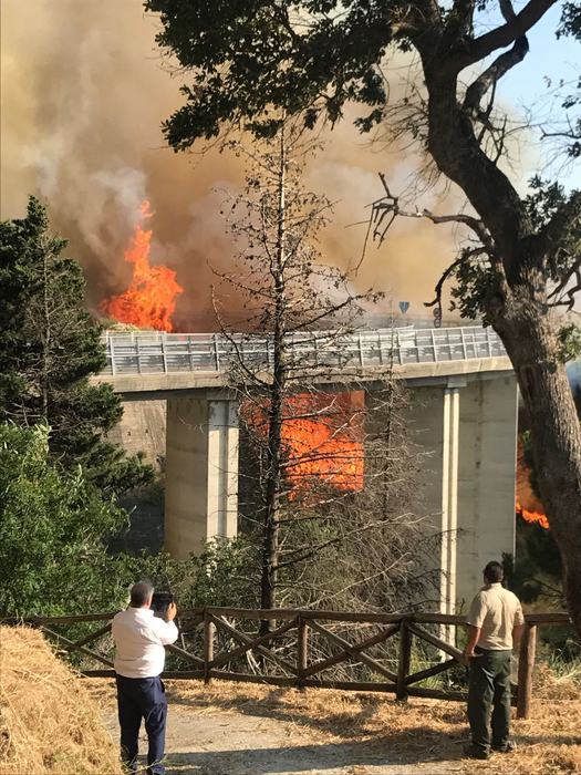 Incendi: rogo a Catanzaro, lambito Parco della Biodiversità incendio al Parco della biodiversità