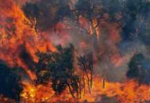 incendio bosco
