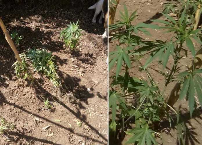 piantagione cannabis indica marijuana piantagione cannabis indica marijuana