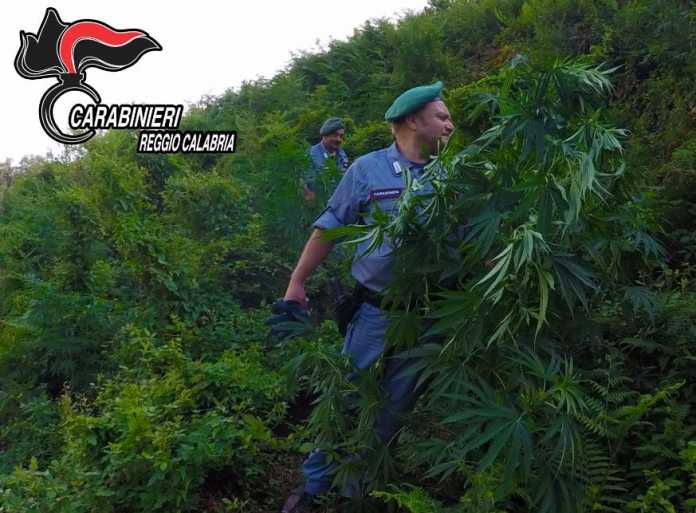 piantagione marijuana parco aspromonte piantagione marijuana parco aspromonte