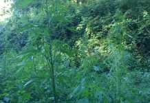 Vibo, scoperta coltivazione con 1.200 piante di marijuana