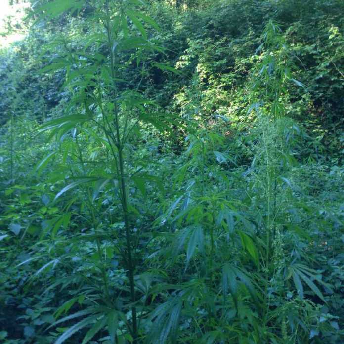 Vibo, scoperta coltivazione con 1.200 piante di marijuana