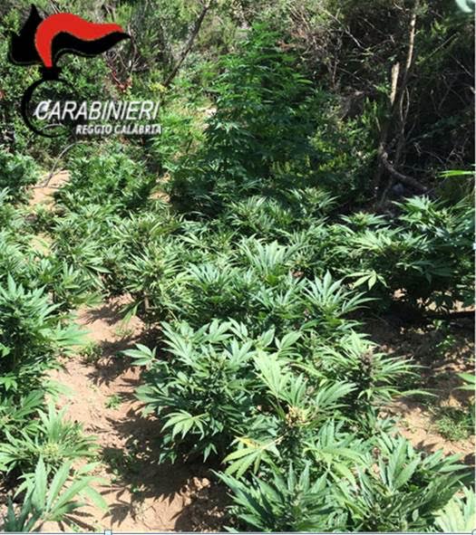 Piantagione canapa marijuana Piantagione canapa marijuana