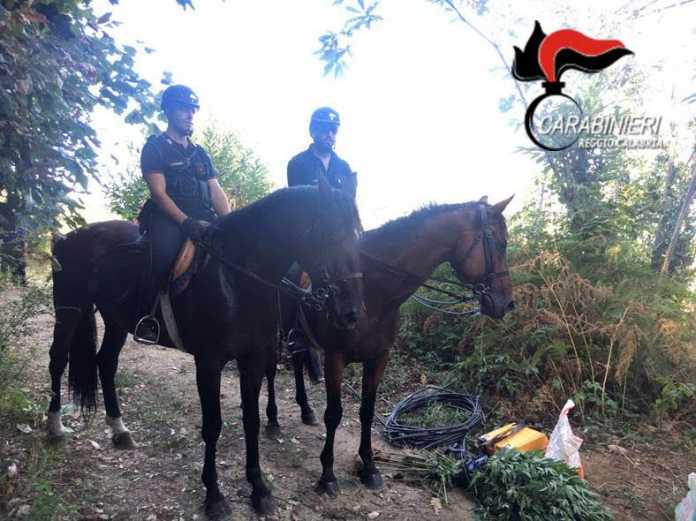 carabinieri cavallo sant eufemia aspromonte carabinieri cavallo sant eufemia aspromonte