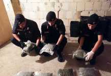 “Serra indoor” di marjuana a Isola Capo Rizzuto, un arresto carabinieri crotone marijuana
