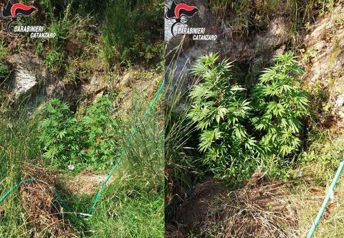 marijuana Carabinieri Catanzaro marijuana Carabinieri Catanzaro