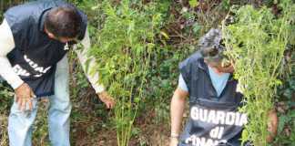 Piantagione di canapa indiana per 500 mila euro, un arresto a Cetraro marijuana sequestro finanza