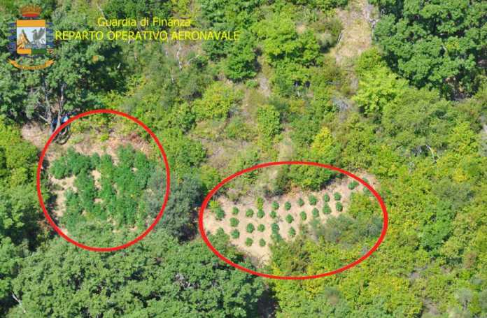 marijuana vista aereo