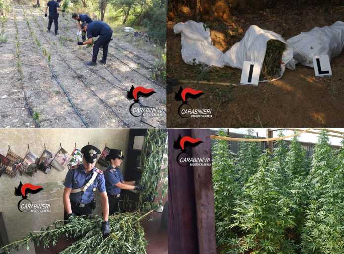piantagioni marijuana piantagioni marijuana