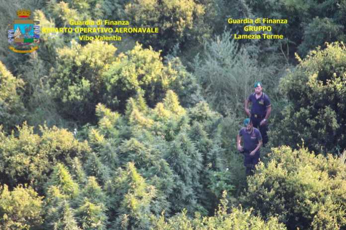Droga: Guardia di finanza scopre piantagione canapa indiana La piantagione di canapa indiana scoperta dalla Guardia di finanza nel Catanzarese
