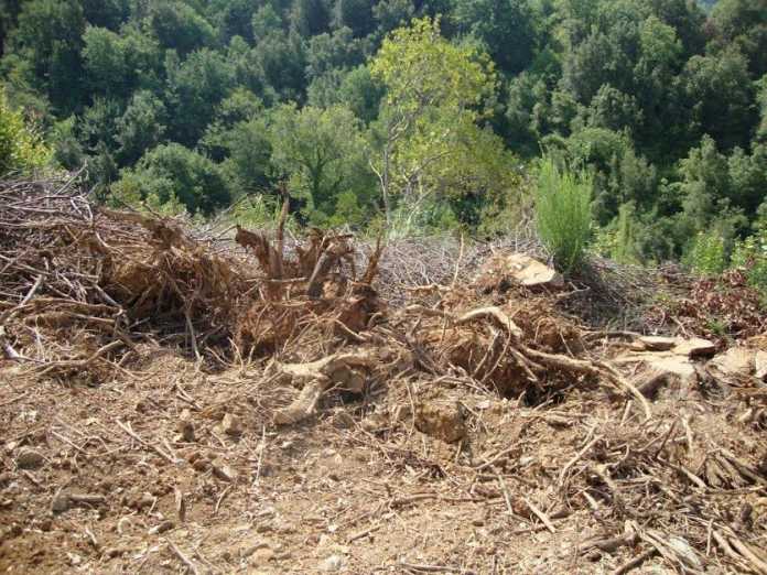 ceppi di alberi tagliati Maiera