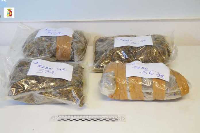 marijuana reggio