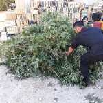 piantagione marijuana Salica Scalise (3)