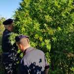 piantagione marijuana Salica Scalise (6)