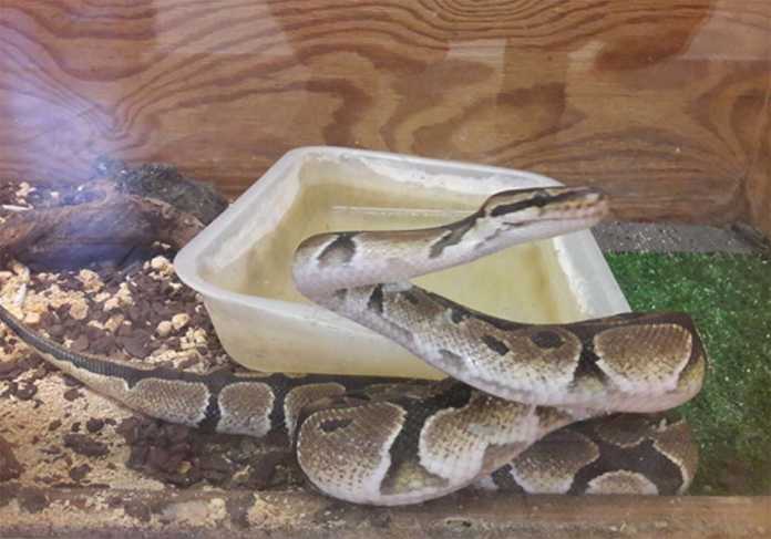 Il pitone reale trovato a Nicotera