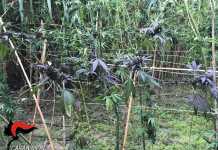 La piantagione di marijuana rinvenuta dai carabinieri a Locri