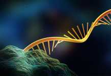 Possibile correggere il Dna, nuova frontiera per curare le malattie rna dna