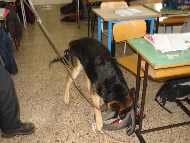 Vibo, blitz antidroga a Scuola: trovate dosi di marijuana in bagno